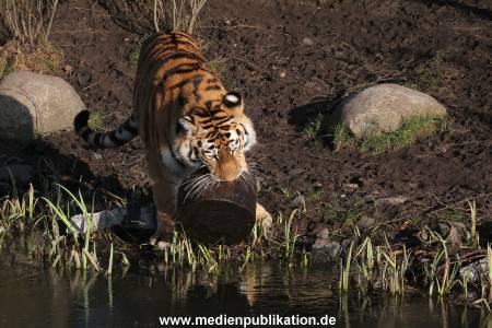 Hagenbeck 24022015 014