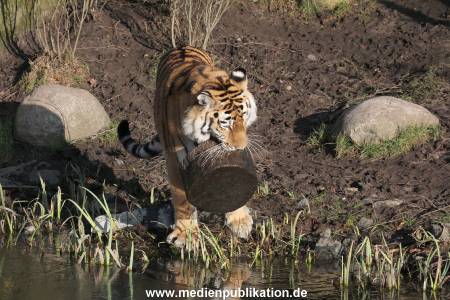 Hagenbeck 24022015 015