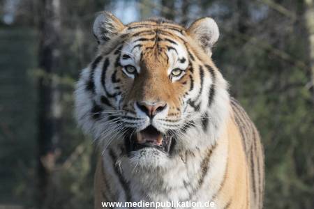 Hagenbeck 24022015 016