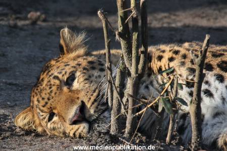 Hagenbeck 24022015 017