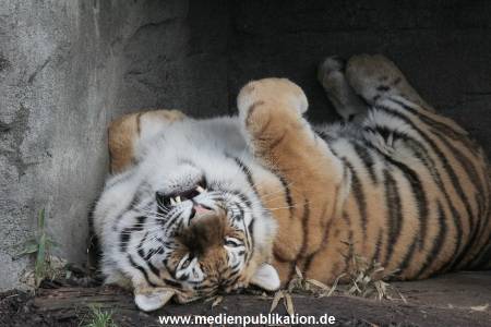Hagenbeck 24022015 019