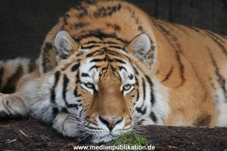 Hagenbeck 24022015 020