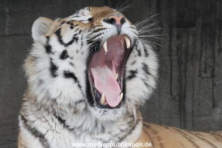 Hagenbeck 24022015 021