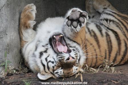 Hagenbeck 24022015 022