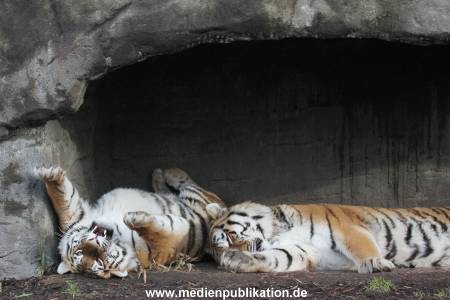 Hagenbeck 24022015 025
