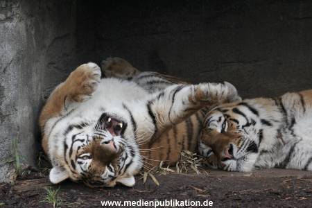 Hagenbeck 24022015 026