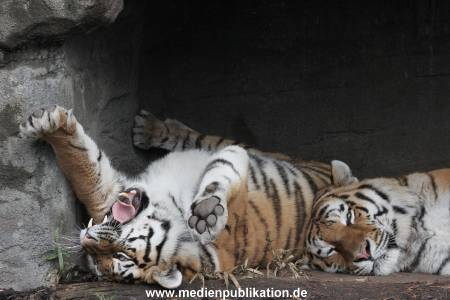 Hagenbeck 24022015 027