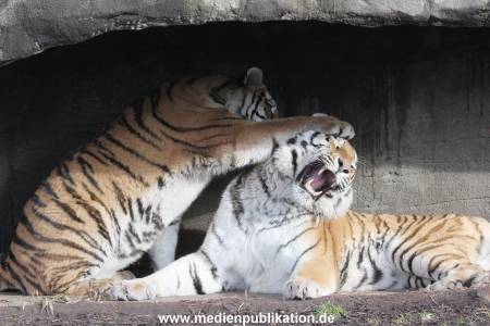 Hagenbeck 24022015 028