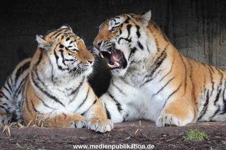 Hagenbeck 24022015 029