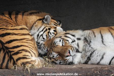 Hagenbeck 24022015 030