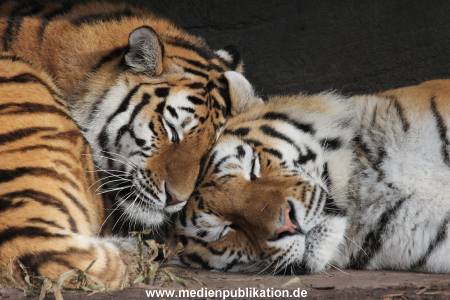 Hagenbeck 24022015 031