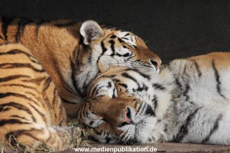 Hagenbeck 24022015 035