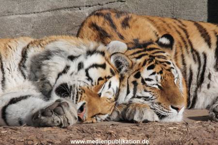 Hagenbeck 24022015 038