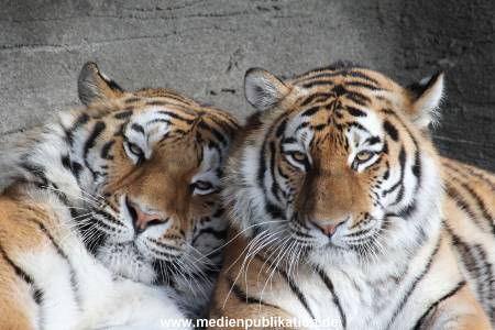 Hagenbeck 24022015 040