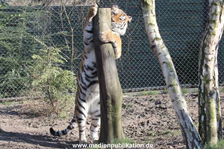Hagenbeck 24032015 005