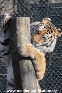 Hagenbeck 24032015 006