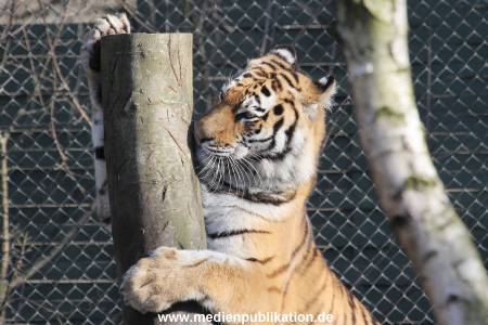 Hagenbeck 24032015 007