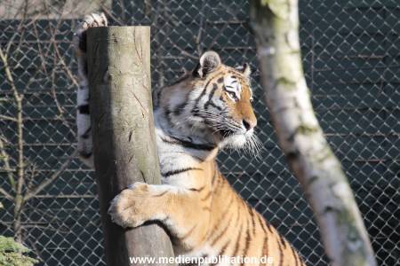 Hagenbeck 24032015 008