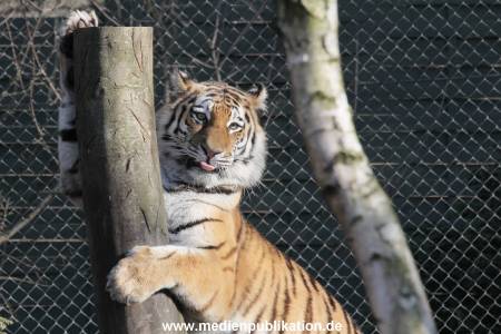 Hagenbeck 24032015 009