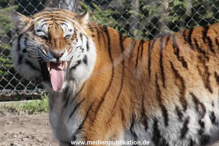 Hagenbeck 24032015 011
