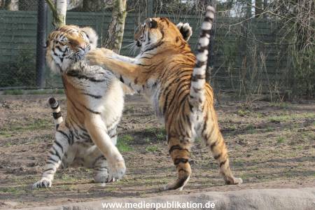 Hagenbeck 24032015 022