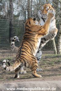 Hagenbeck 24032015 023