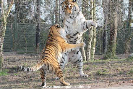 Hagenbeck 24032015 024