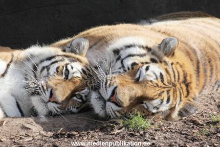 Hagenbeck 24032015 035