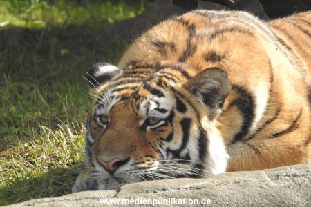 Hagenbeck 26092016 008