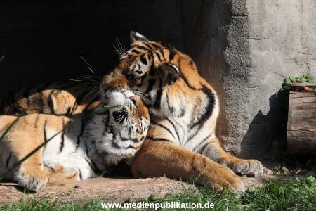 Hagenbeck 26092016 018