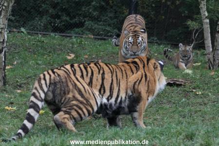 Hagenbeck 26102017 001