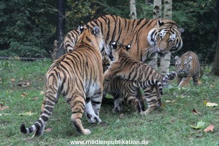 Hagenbeck 26102017 002