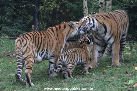 Hagenbeck 26102017 003