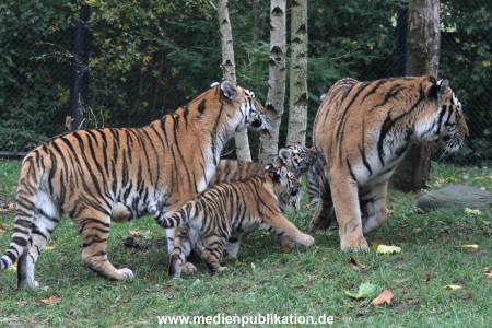 Hagenbeck 26102017 004