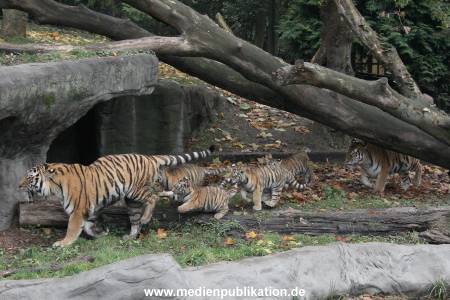 Hagenbeck 26102017 005
