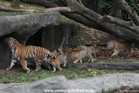 Hagenbeck 26102017 006