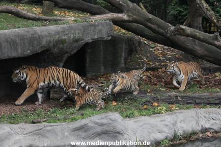 Hagenbeck 26102017 007