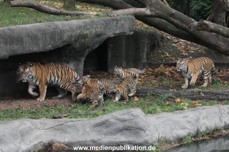 Hagenbeck 26102017 008