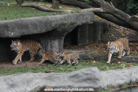 Hagenbeck 26102017 009