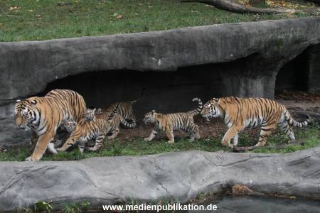 Hagenbeck 26102017 010