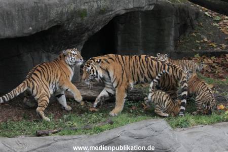 Hagenbeck 26102017 011