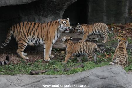 Hagenbeck 26102017 012