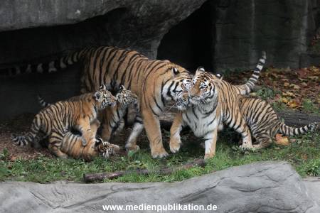 Hagenbeck 26102017 013