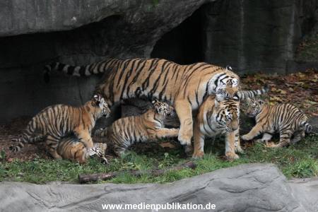 Hagenbeck 26102017 015