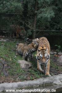 Hagenbeck 26102017 016