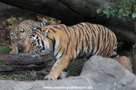 Hagenbeck 26102017 017