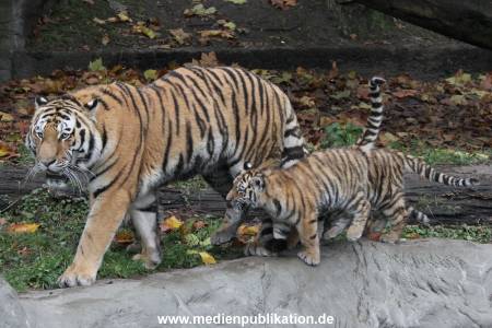 Hagenbeck 26102017 018