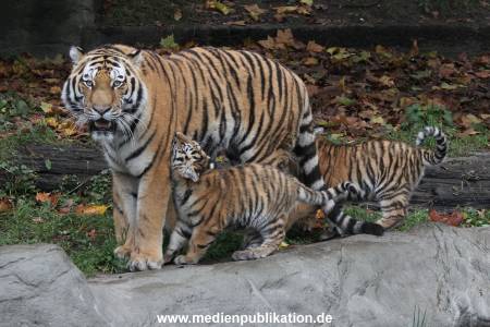 Hagenbeck 26102017 019