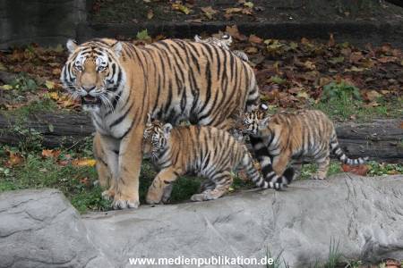 Hagenbeck 26102017 020