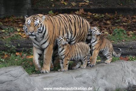 Hagenbeck 26102017 021